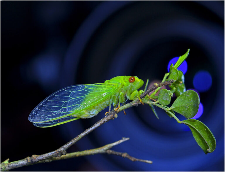Hu Senrong - 《蝉在镜中》胡森荣13928289799